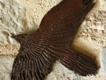 Corbeau